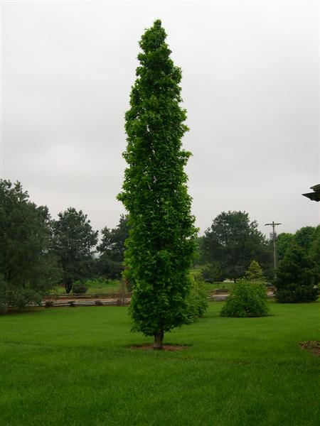 Slender Silhouette Sweetgum tree